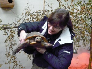 Tortoise Dublin zoo