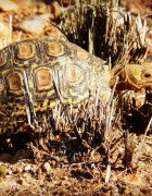 Taken at Addo National Park, South Africa by Trudy Meehan