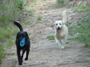 Ed and Sid are posing as Cyril (black dog) and Butch (white dog) because I don't have any digital photos of Butch and Cyril...I will try dig out some old photos of Butch