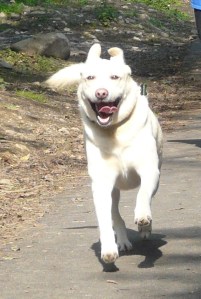 Dog running