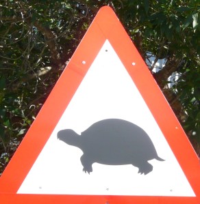 tortoise crossing