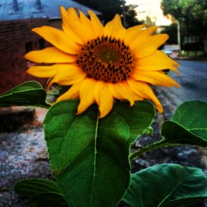 Thanks to Lisl Foss for the sunflower